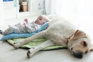 Eine Familie gründen; Wie man ein Haustier an ein neugeborenes Baby gewöhnt. 2