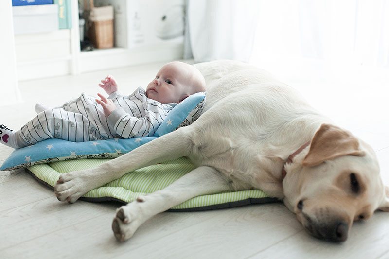 Wie Sie Ihr Haustier An Ein Neues Baby Gewöhnen Gesunde