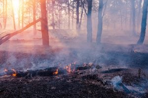 Die Auswirkungen des Rauchs bei Waldbränden auf die Schwangerschaft  1
