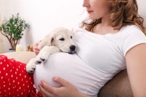 So bereiten Sie Ihren Hund auf ein neues Baby vor 1