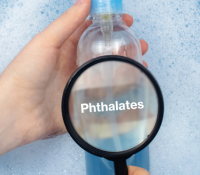 Phthalate und das Risiko für eine mögliche Frühgeburt