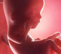 Kann eine frettreiche Kost in der Schwangerschaft die Anfälligkeit für neurologische Störungen bei männlichen Nachkommen erhöhen? 10