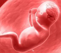 Bestimmte Faktoren in der Schwangerschaft können das Gehirn des Fötus beeinflussen