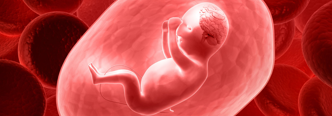Bestimmte Faktoren in der Schwangerschaft können das Gehirn des Fötus beeinflussen
