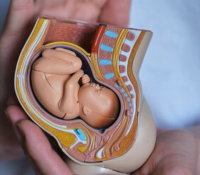 Ungeborene Babys nutzen das „gierige“ Gen vom Vater, um ihre Mütter „fernzusteuern“ und sich zusätzliche Nahrung zu verschaffen