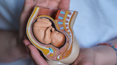 Ungeborene Babys nutzen das „gierige“ Gen vom Vater, um ihre Mütter „fernzusteuern“ und sich zusätzliche Nahrung zu verschaffen