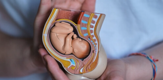 Ungeborene Babys nutzen das „gierige“ Gen vom Vater, um ihre Mütter „fernzusteuern“ und sich zusätzliche Nahrung zu verschaffen