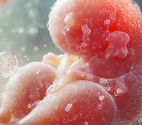 Die überraschende Art und Weise, wie der Stoffwechsel das Embryowachstum steuert