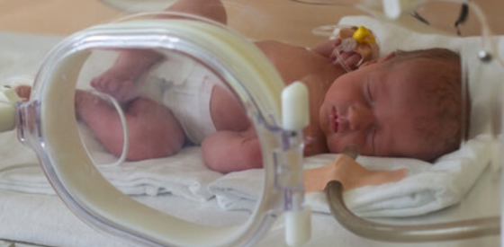 Gentherapie behebt Hauptursache für Totgeburten und Frühgeburten im Meerschweinchenmodell