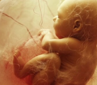 Wie denkt ein Fötus im Mutterleib? – Ein Blick in die frühe Entwicklung des Bewusstseins