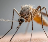 Das Zika-Virus baut Tunnel, um Zellen der Plazenta heimlich zu infizieren
