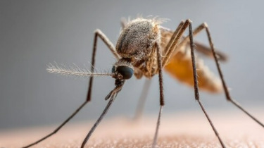 Das Zika-Virus baut Tunnel, um Zellen der Plazenta heimlich zu infizieren