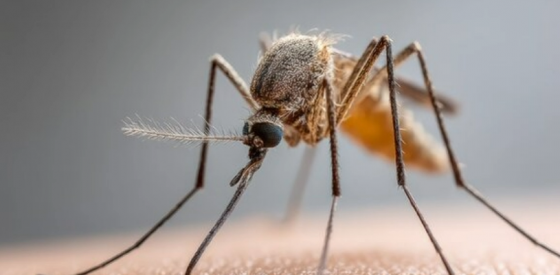Das Zika-Virus baut Tunnel, um Zellen der Plazenta heimlich zu infizieren