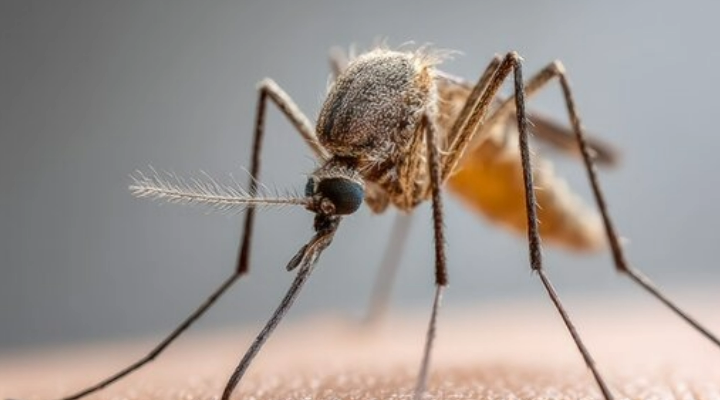 Das Zika-Virus baut Tunnel, um Zellen der Plazenta heimlich zu infizieren