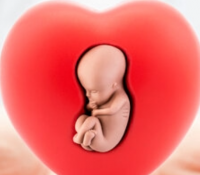 Warum mütterlicher Diabetes das fetale Herz beeinflusst 3