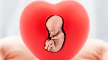 Warum mütterlicher Diabetes das fetale Herz beeinflusst 3