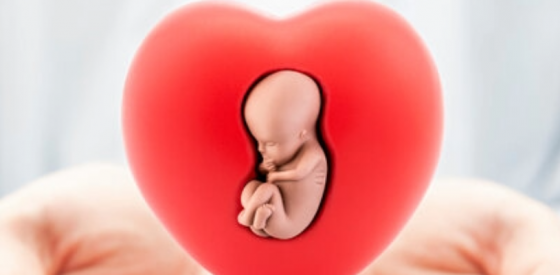 Warum mütterlicher Diabetes das fetale Herz beeinflusst 3