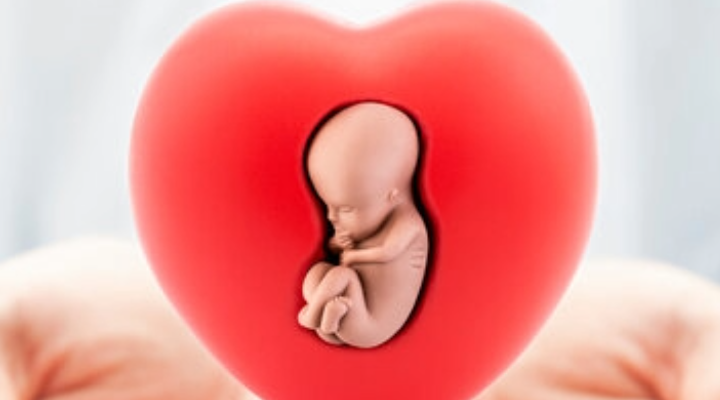 Warum mütterlicher Diabetes das fetale Herz beeinflusst 3