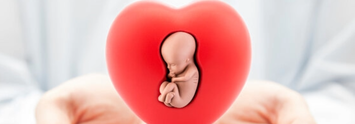 Warum mütterlicher Diabetes das fetale Herz beeinflusst 3