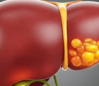 Wissenschaftler haben eine Darmverbindung entdeckt, die zum Schutz der Leber beiträgt