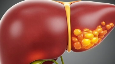 Wissenschaftler haben eine Darmverbindung entdeckt, die zum Schutz der Leber beiträgt