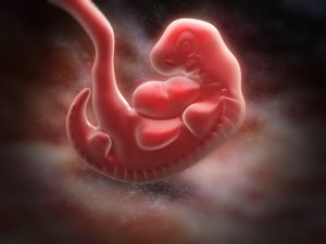 SARS-CoV-2 und frühe Embryonalentwicklung: Neue Erkenntnisse aus der Forschung 1