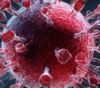 SARS-CoV-2 und frühe Embryonalentwicklung: Neue Erkenntnisse aus der Forschung