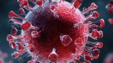 SARS-CoV-2 und frühe Embryonalentwicklung: Neue Erkenntnisse aus der Forschung