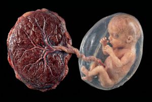 Die erstaunliche Kommunikation zwischen Mutter und Baby