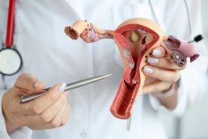 Die Gebärmutter: Aufbau, Funktion und ihre entscheidende Rolle in der Schwangerschaft 1