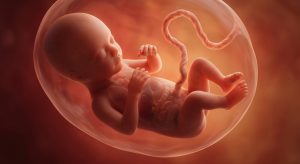 Was im Embryo schiefläuft: Forscher finden neuen Hinweis auf die Entstehung von Herzfehlern 1