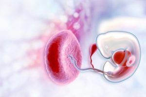 Die überraschende Rolle des Immunsystems in der Schwangerschaft 1
