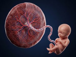 Können Blutproteine in der Schwangerschaft Hinweise auf spätere Gesundheitsrisiken geben? 17